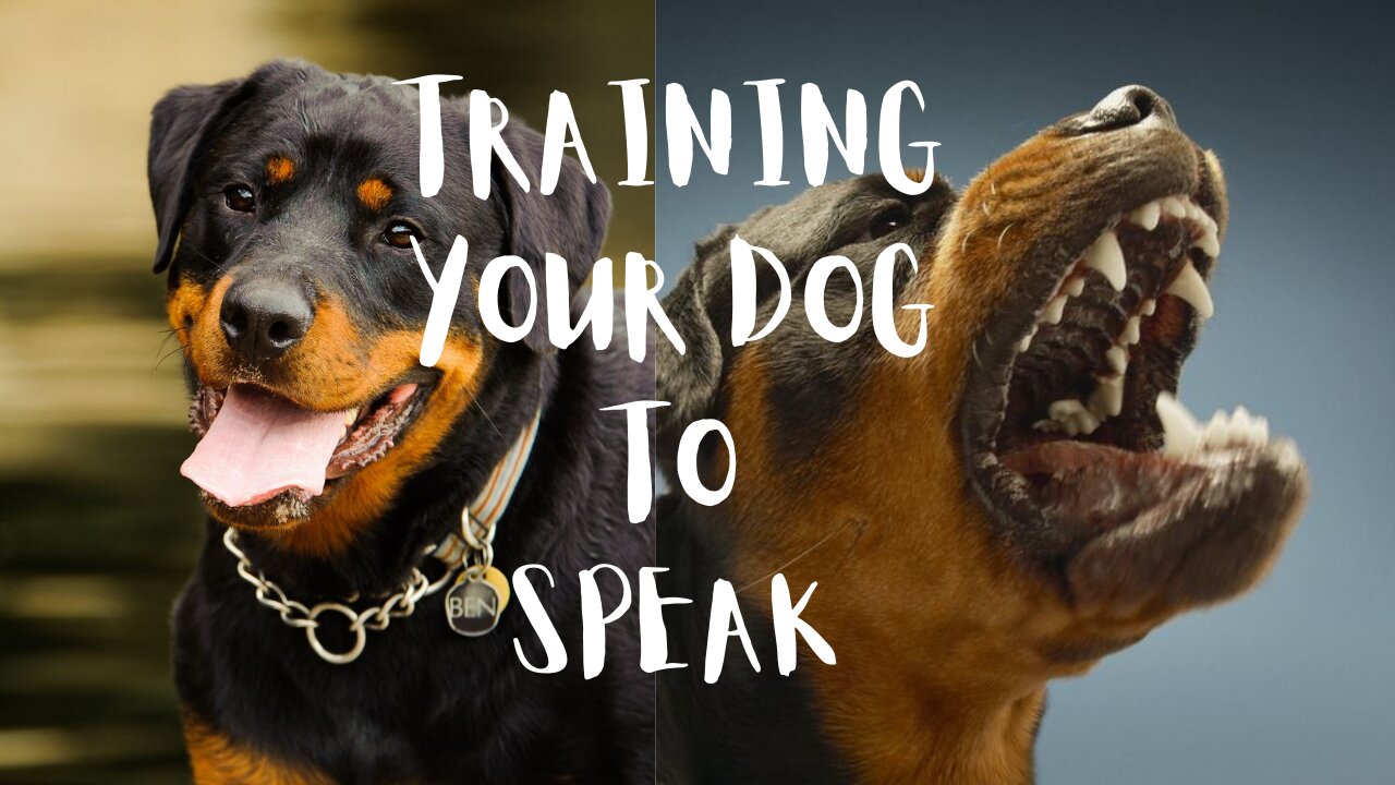 TRAINING OF SPEAK COMMAND | HOW TO TRAIN YOUR DOG TO SPEAK( BARK) COMMAND DOG TRAINING