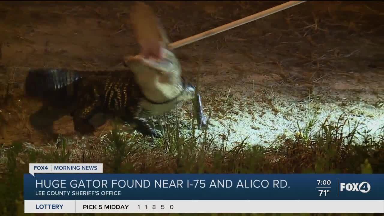 Deputies find huge alligator on Aliico Road