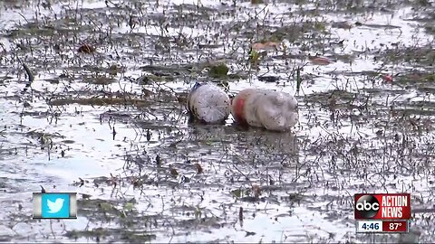 USF researchers collecting