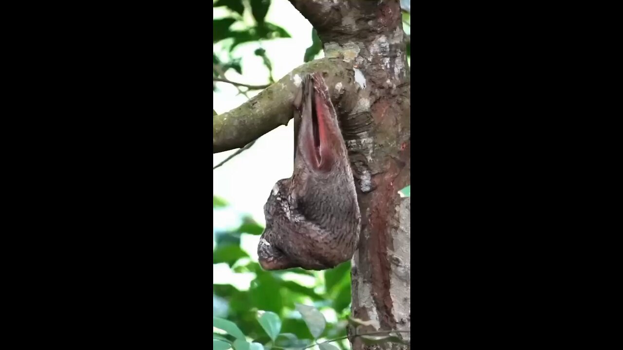 Most unique animal ❤️