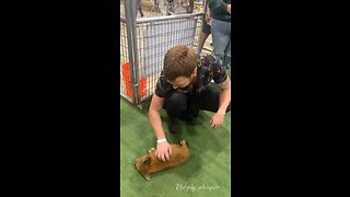 Piglet gets scratched