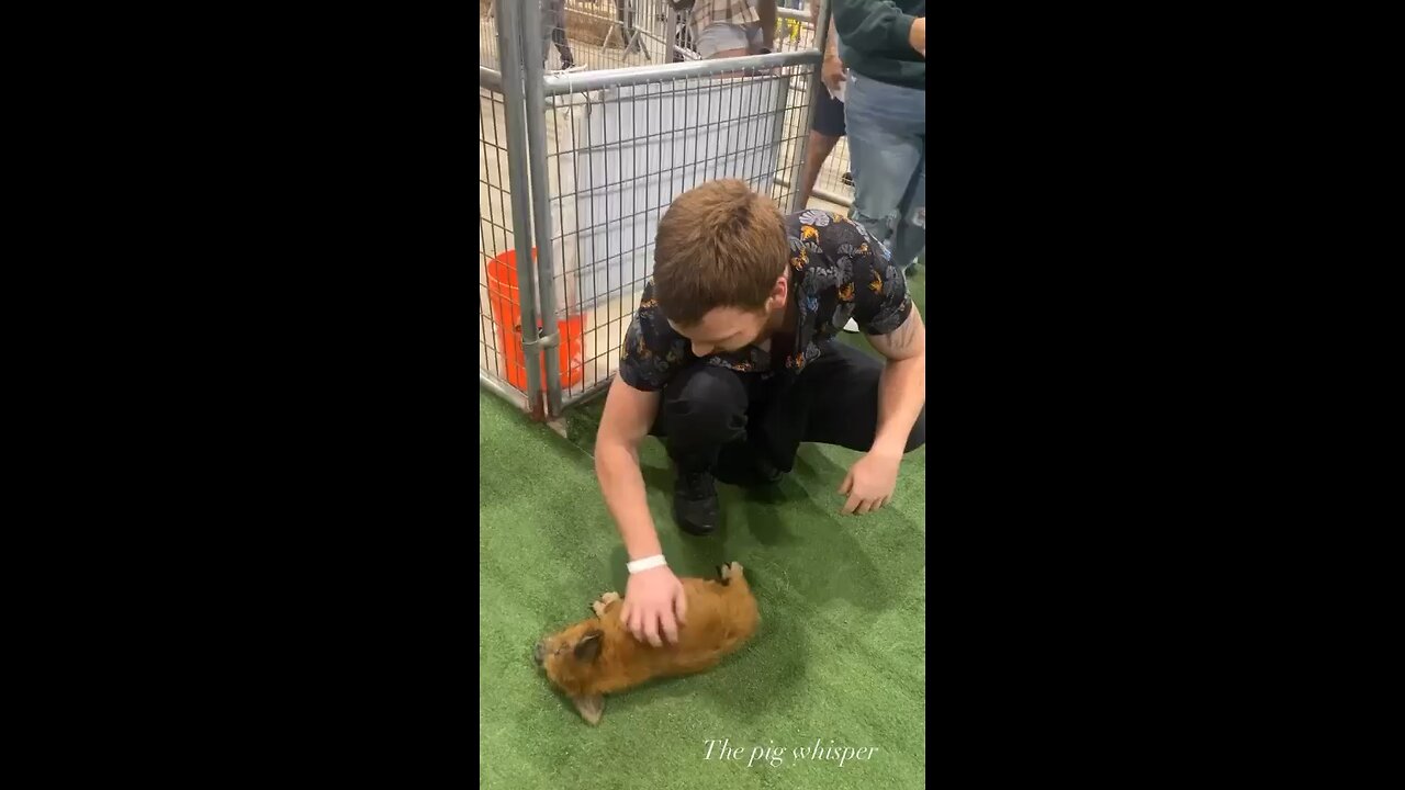 Piglet gets scratched