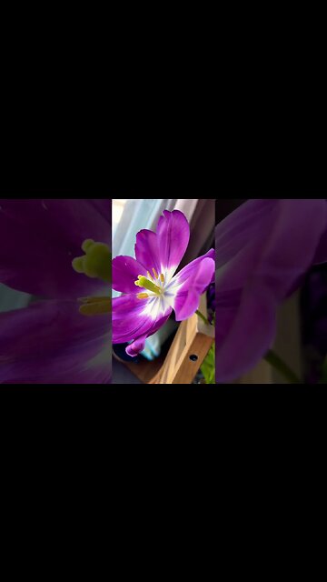 Beautiful Flowers in Sun Light