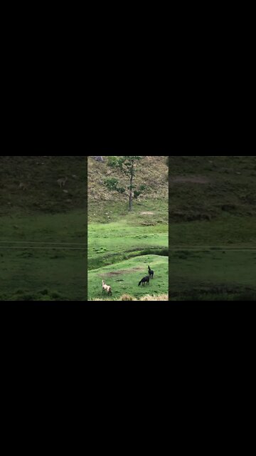 Horses watch deer meander through the paddock