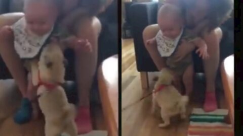 Puppy wants to hug his friend's Adorable child