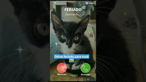 Gato Bartolomeu Tunico feriado 😸