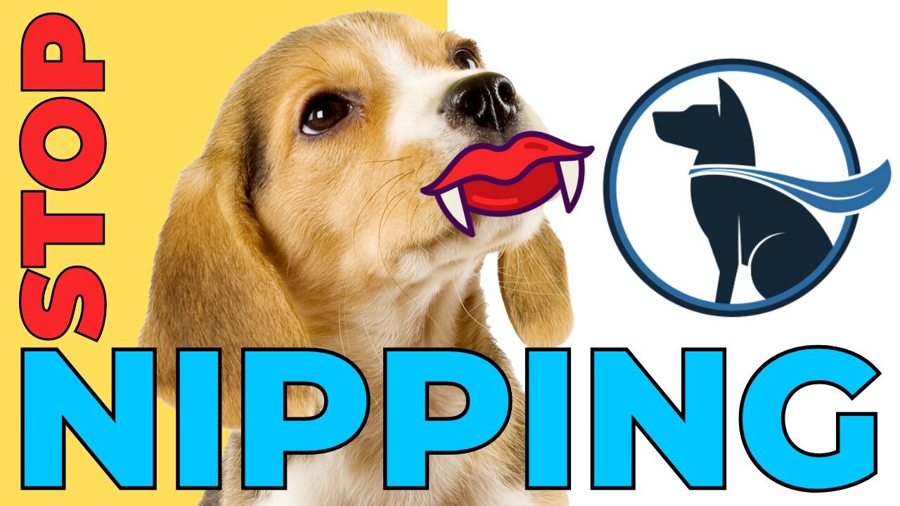 ❌ 8 Ways to STOP Puppy Nipping/Puppy Biting ❌ — 024: DOG TALK