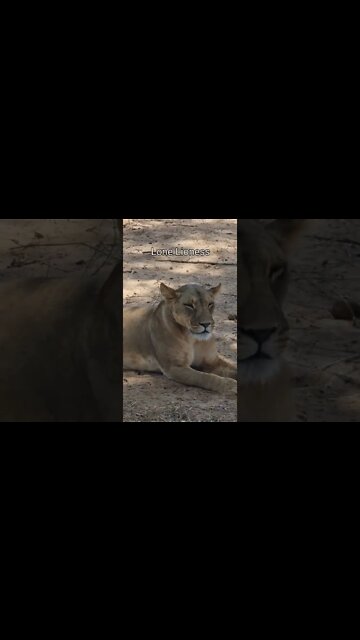 Samburu Wildlife Sightings Today 14/10/22 (Lions, Leopard, etc) | Zebra Plains | #shorts