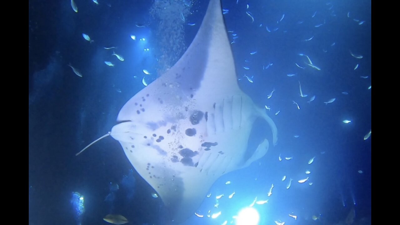 INSANE!!!! Dive Day!! Hawaii!! 🤙🤙