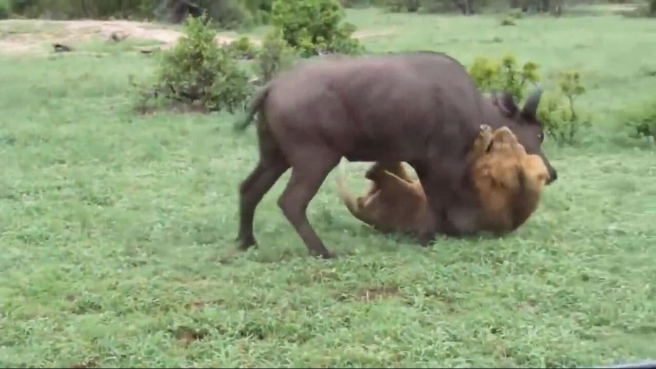 the tiger is eating the buffalo