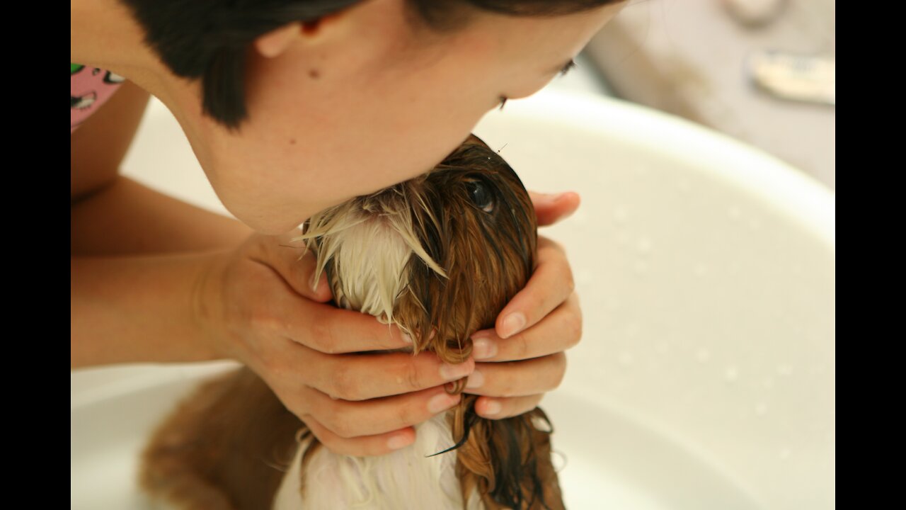 Cute Puppy Shower