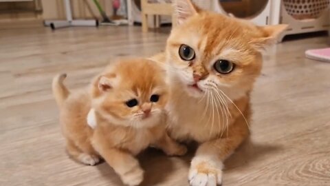 A very cute kitten is loved more by its mother Today