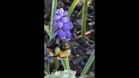 Bumble bee garden visitor 🐝