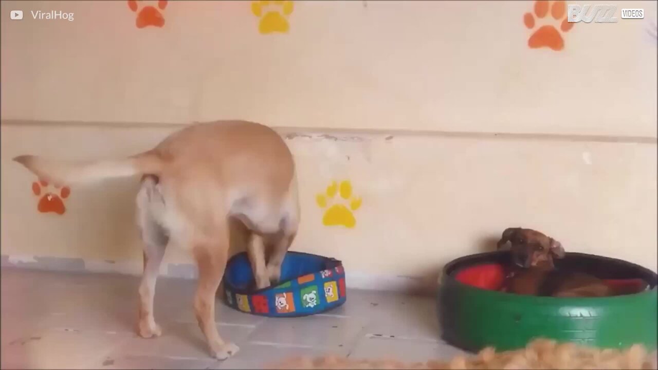 Cet adorable chien ne sait pas à quel point il est grand!