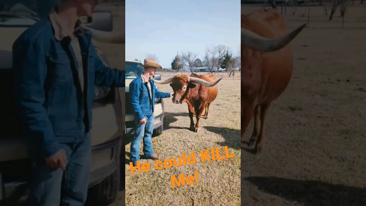 He Could KILL Me! Beautiful Longhorn Cattle! #cowboys #texas #animals