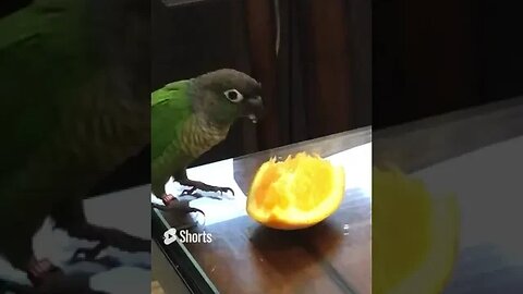 My bird chirping whilst eating an orange 🍊