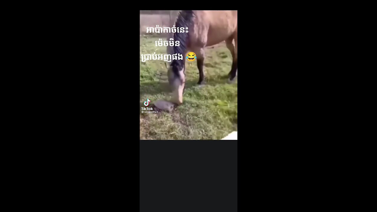 The horse and dog very amazing