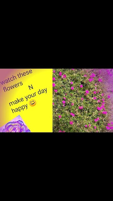 Some common flowers from Nagaland