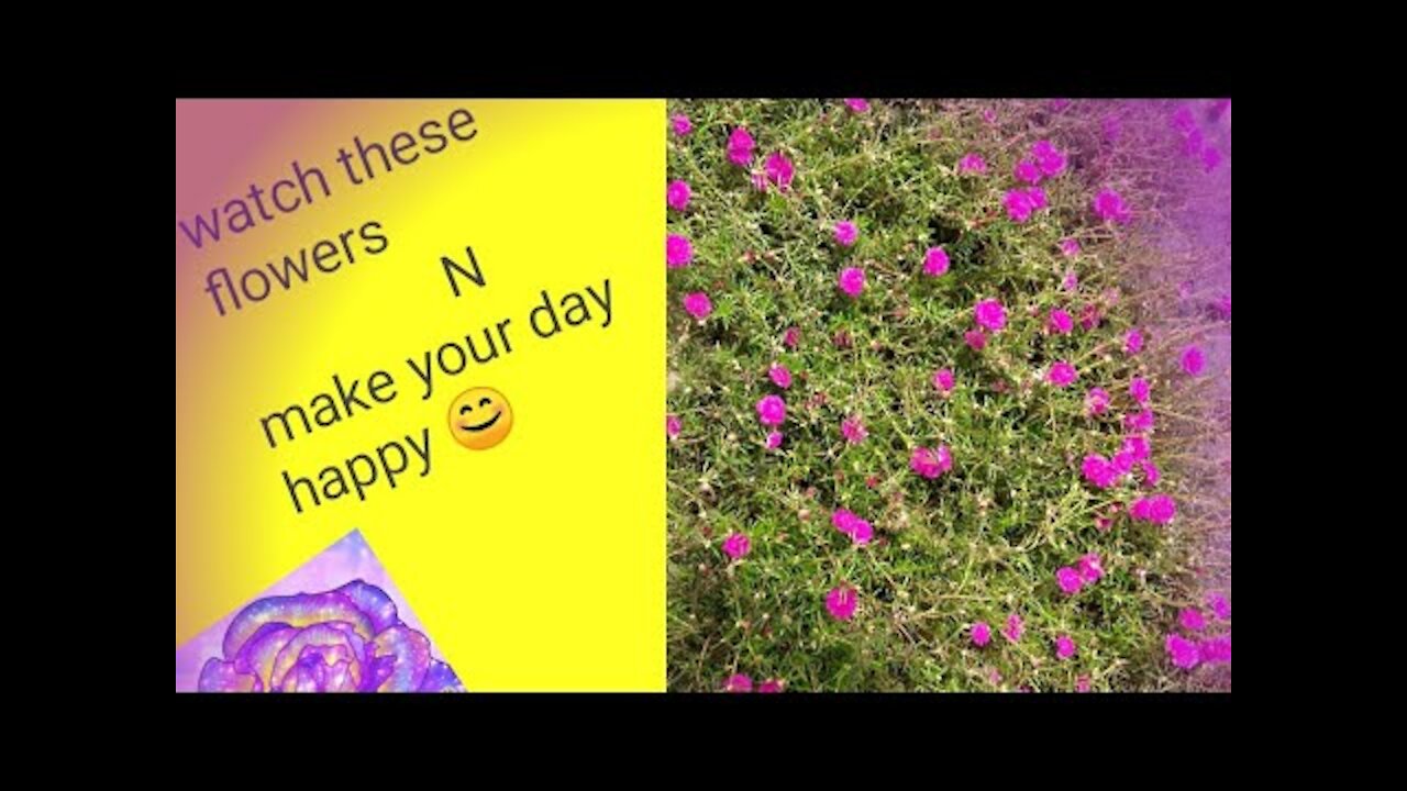 Some common flowers from Nagaland