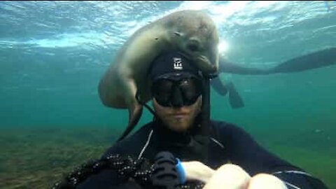 Sea lion plays with diver's head