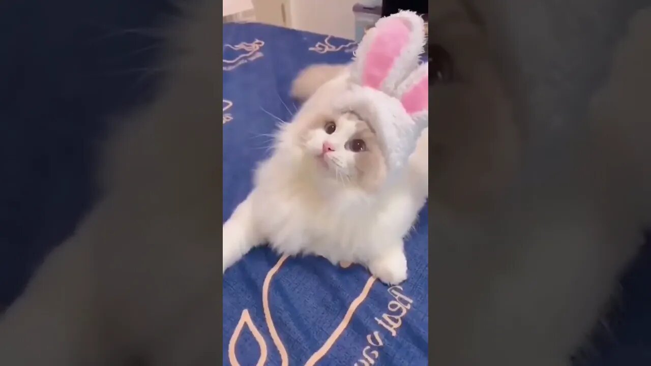 It's cats situations!