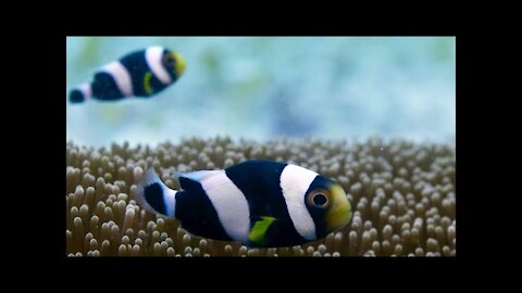 Incredible Teamwork From Little Clownfish _ Blue Planet II