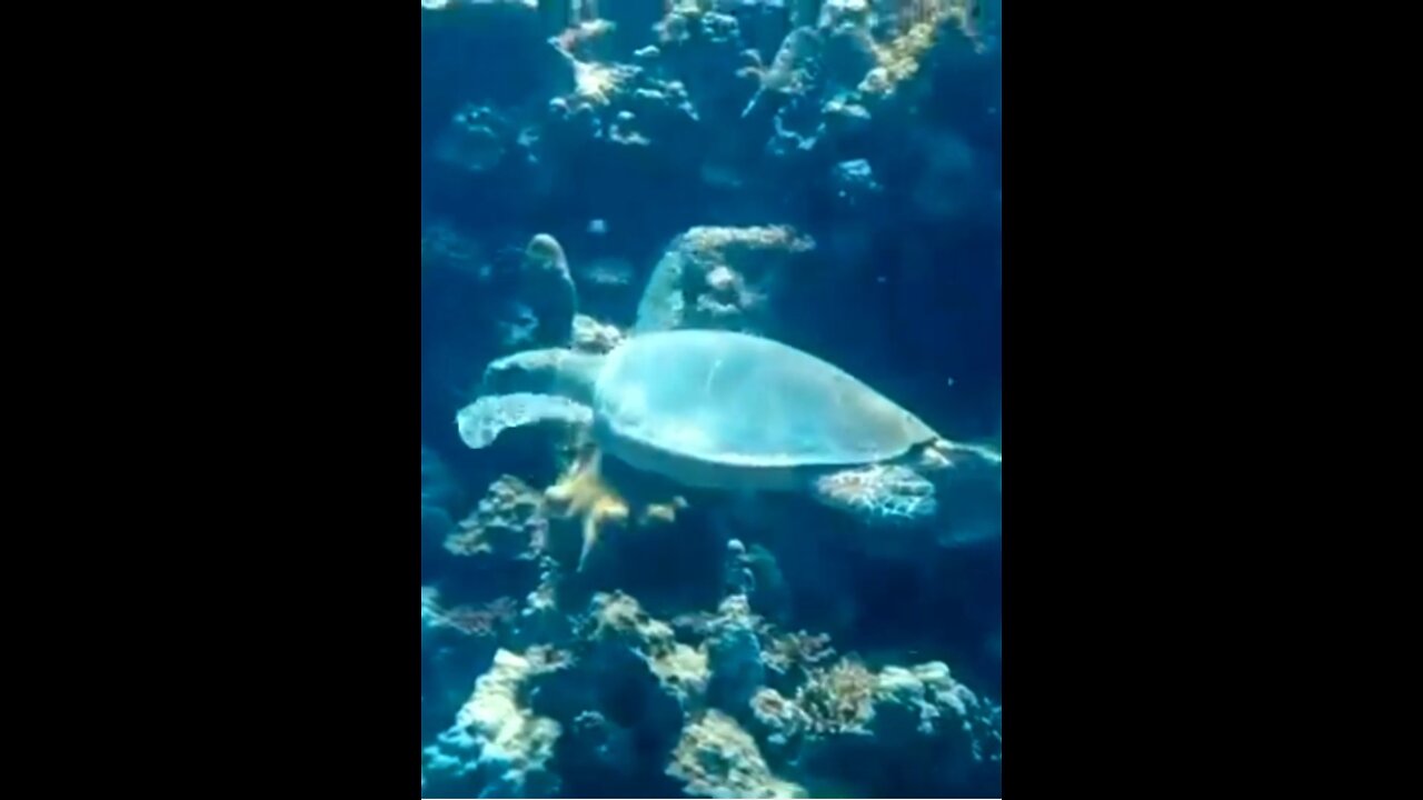 the turtle sweeming under awater