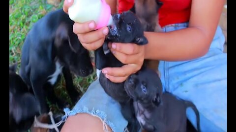 Feeding Milk This Cutest Baby Dog Love Love