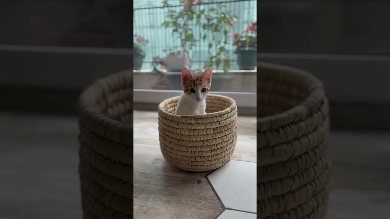 🐱 Cute and Playful Kittens 😻❤️ #funnykittens