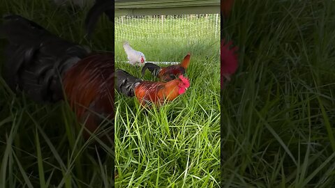 Chicken 🐓 Tractor 🚜 on pasture! POV of chicken. #farming #chicken #chickentractor