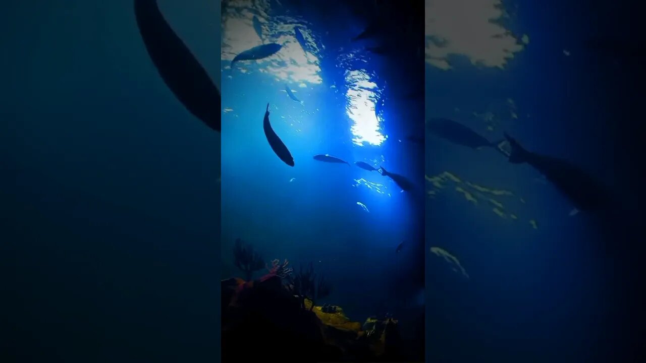 🐠 Teaser: New Video out now!💜 #asmrsound #escape #aquarium