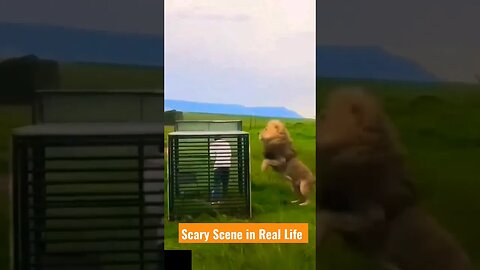 Scary Scene in Real Life #razimaruyama #lion #mobilelegend #wildlife #wildanimals