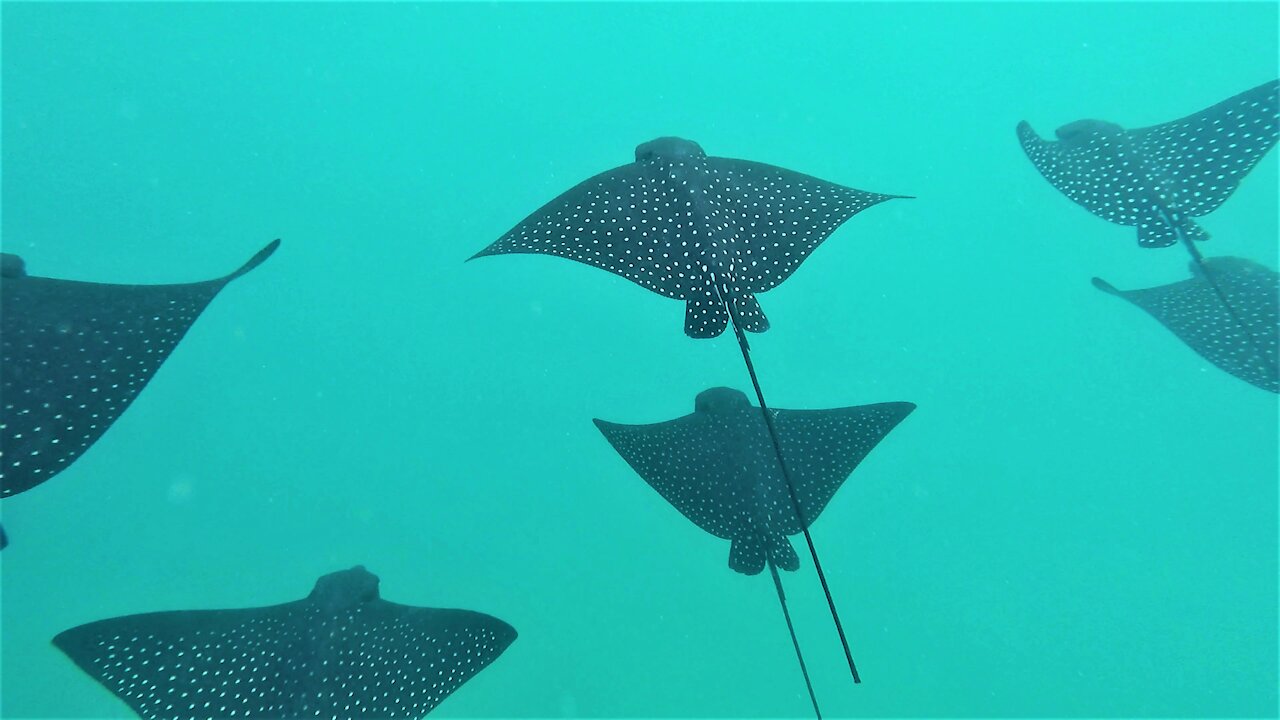 Diver swims with majestic spotted eagle stingray formation