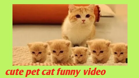 Cute pet cat funny video