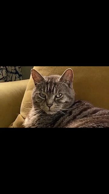 Cat gives me evil stare when I say he looks grumpy