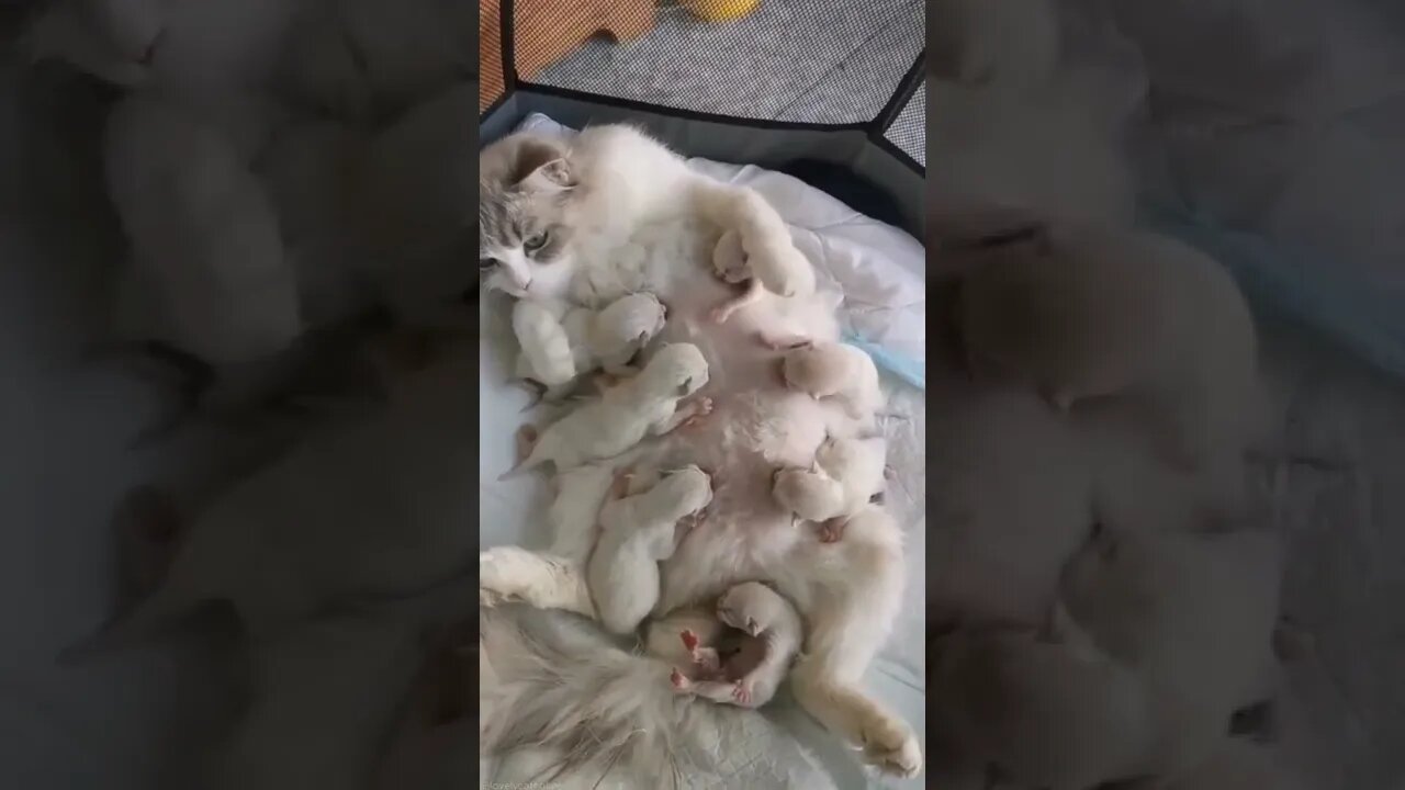 What cute kittens / Feeding the kids