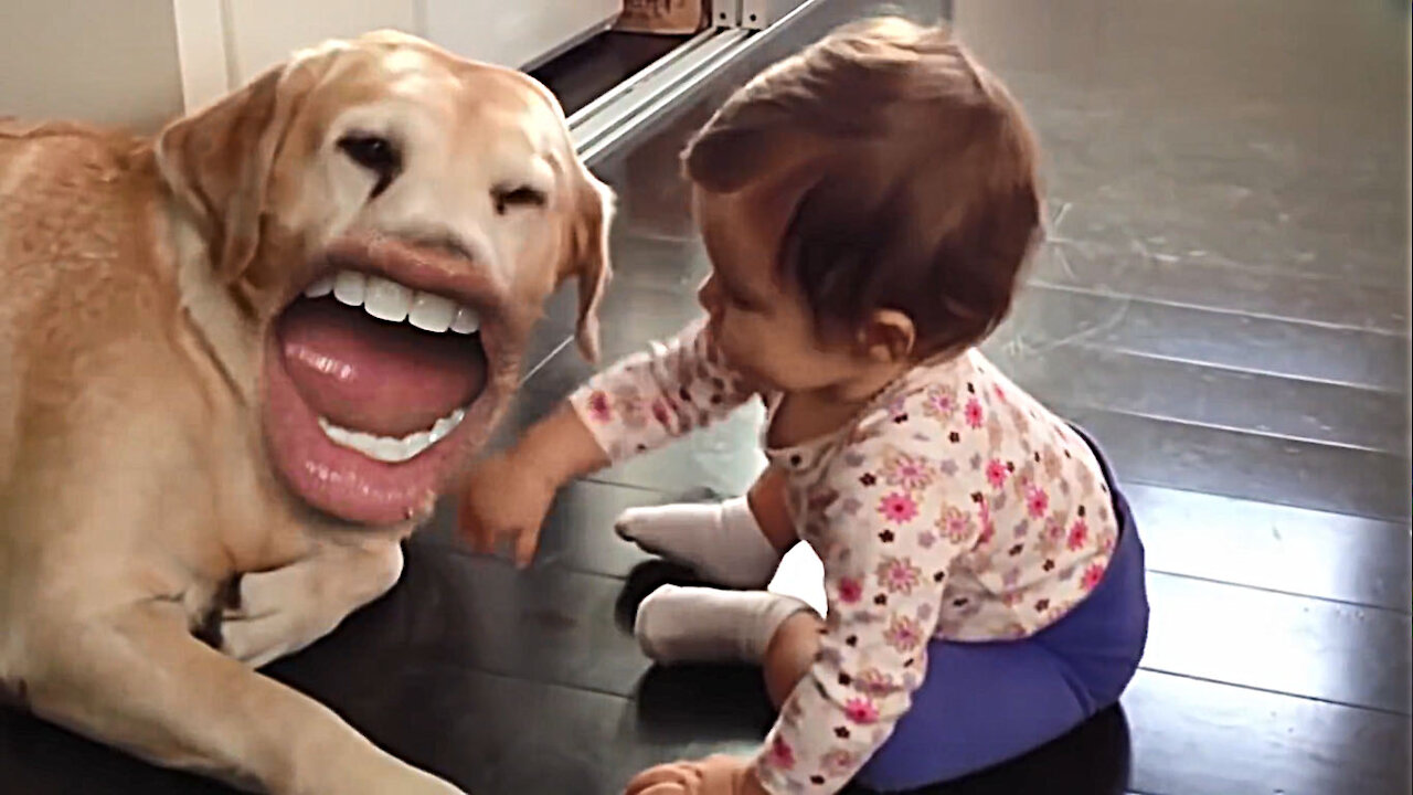 Talking Dog