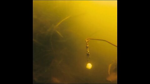 Bream go for the bread