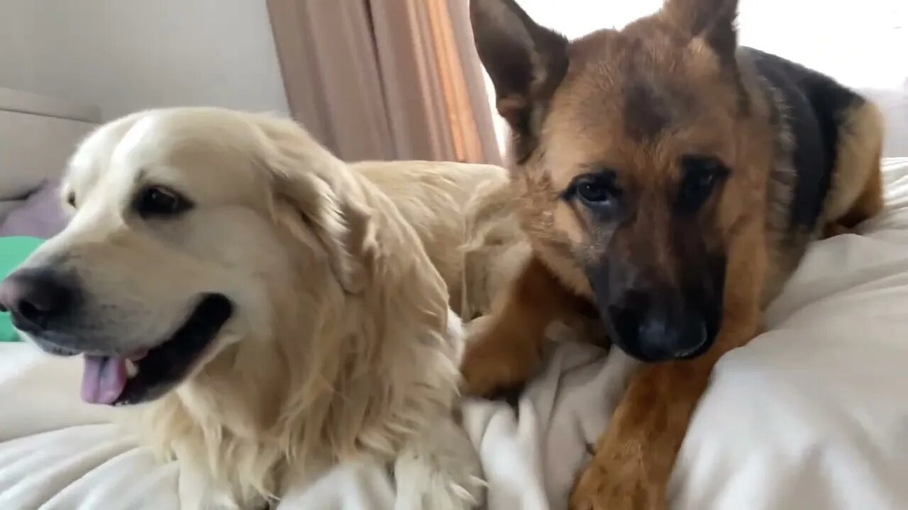 Golden Retriever and German Shepherd are Best Friends Forever