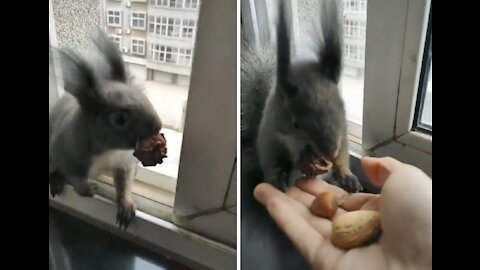 This squirrel always brings dried seed to trade for some nuts..