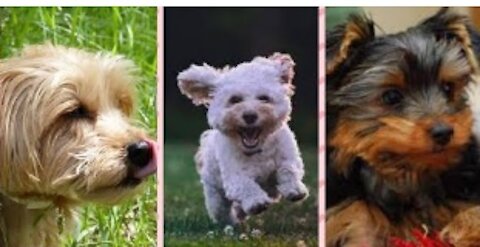 Various funny puppies