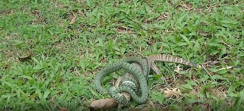 Golden Tree Snake Eating Monitor Lizard After Falling out of Tree Next to Me at Dinacon