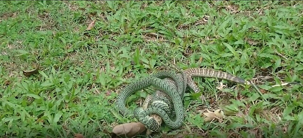 Golden Tree Snake Eating Monitor Lizard After Falling out of Tree Next to Me at Dinacon