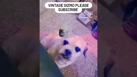 Monday morning Gizmo