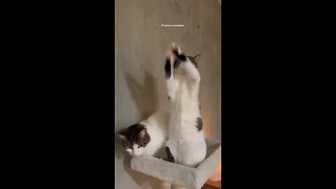 funny animal's video 📸