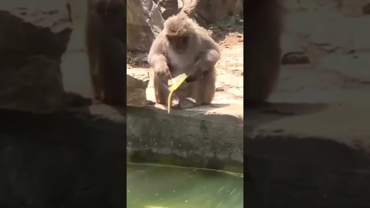 MONKEYS