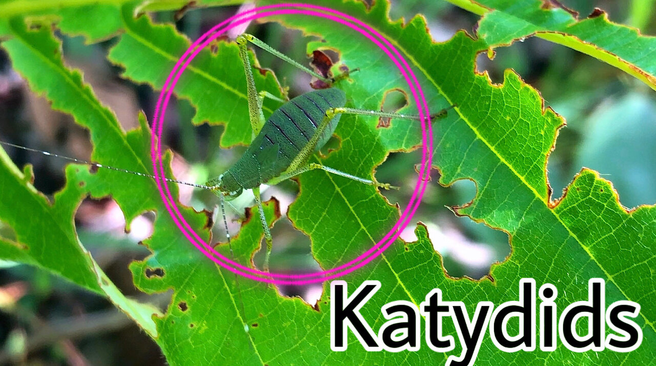 Katydid #insects