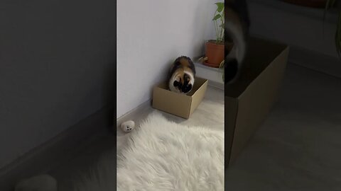 Cat box