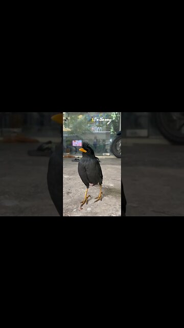 Baby birds follow their owners when they are saved, dogs catch birds, hens fly up trees