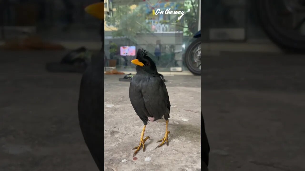 Baby birds follow their owners when they are saved, dogs catch birds, hens fly up trees